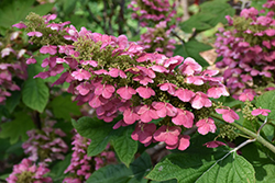 Gatsby Gal Hydrangea (Hydrangea quercifolia 'Brenhill') at Canadale Nurseries