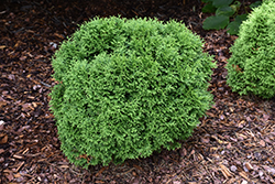 Tater Tot Arborvitae (Thuja occidentalis 'SMNTOBAB') at Canadale Nurseries