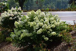 Little Lime Hydrangea (Hydrangea paniculata 'Jane') at Canadale Nurseries