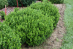 Sprinter Boxwood (Buxus microphylla 'Bulthouse') at Canadale Nurseries