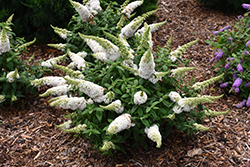 Pugster White Butterfly Bush (Buddleia 'SMNBDW') at Canadale Nurseries