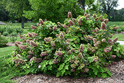 Gatsby Pink Hydrangea (Hydrangea quercifolia 'JoAnn') at Canadale Nurseries