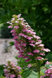 Gatsby Pink Hydrangea (Hydrangea quercifolia 'JoAnn') at Canadale Nurseries