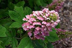 Gatsby Pink Hydrangea (Hydrangea quercifolia 'JoAnn') at Canadale Nurseries