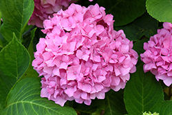 Let's Dance Rhythmic Blue Hydrangea (Hydrangea macrophylla 'SMHMES14') at Canadale Nurseries