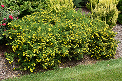 Happy Face Yellow Potentilla (Potentilla fruticosa 'Lundy') at Canadale Nurseries