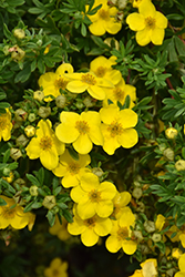 Happy Face Yellow Potentilla (Potentilla fruticosa 'Lundy') at Canadale Nurseries