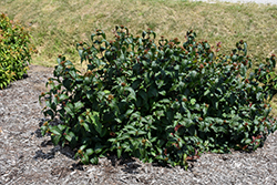 Kodiak Black Diervilla (Diervilla rivularis 'SMNDRSF') at Canadale Nurseries