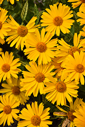 Sunstruck False Sunflower (Heliopsis helianthoides 'Sunstruck') at Canadale Nurseries