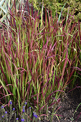 Red Baron Japanese Blood Grass (Imperata cylindrica 'Red Baron') at Canadale Nurseries
