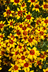 Sizzle And Spice Curry Up Tickseed (Coreopsis verticillata 'Curry Up') at Canadale Nurseries