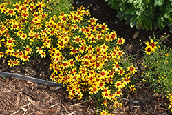 Sizzle And Spice Curry Up Tickseed (Coreopsis verticillata 'Curry Up') at Canadale Nurseries