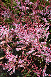 Delft Lace Astilbe (Astilbe 'Delft Lace') at Canadale Nurseries