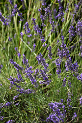 Phenomenal Lavender (Lavandula x intermedia 'Phenomenal') at Canadale Nurseries