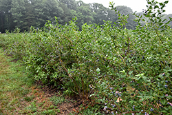Bluecrop Blueberry (Vaccinium corymbosum 'Bluecrop') at Canadale Nurseries