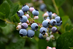Bluecrop Blueberry (Vaccinium corymbosum 'Bluecrop') at Canadale Nurseries