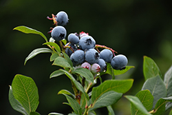 Northland Blueberry (Vaccinium corymbosum 'Northland') at Canadale Nurseries