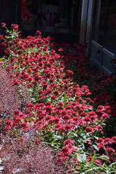 Double Scoop Raspberry Coneflower (Echinacea 'Balsceras') at Canadale Nurseries