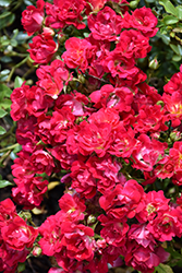 Red Drift Rose (Rosa 'Meigalpio') at Canadale Nurseries