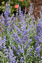 Lacey Blue Russian Sage (Perovskia atriplicifolia 'Lacey Blue') at Canadale Nurseries