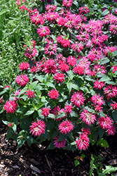 Balmy Rose Beebalm (Monarda didyma 'Balbalmose') at Canadale Nurseries