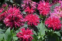 Balmy Rose Beebalm (Monarda didyma 'Balbalmose') at Canadale Nurseries