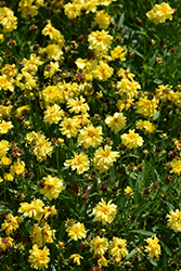 Leading Lady Charlize Tickseed (Coreopsis 'Leading Lady Charlize') at Canadale Nurseries