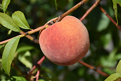 Redhaven Peach (Prunus persica 'Redhaven') at Canadale Nurseries