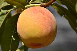 Reliance Peach (Prunus persica 'Reliance') at Canadale Nurseries