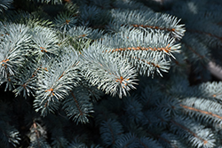 Baby Blue Blue Spruce (Picea pungens 'Baby Blue') at Canadale Nurseries