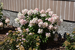 Little Quick Fire Hydrangea (Hydrangea paniculata 'SMHPLQF') at Canadale Nurseries