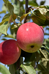 Parkland Apple (Malus 'Parkland') at Canadale Nurseries