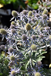 Blue Hobbit Sea Holly (Eryngium planum 'Blue Hobbit') at Canadale Nurseries