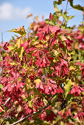 Amur Maple (Acer ginnala) at Canadale Nurseries