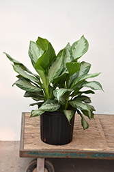 Silver Bay Chinese Evergreen (Aglaonema 'Silver Bay') at Canadale Nurseries