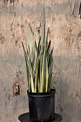 Snake Plant (Sansevieria trifasciata) at Canadale Nurseries