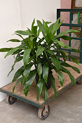 Janet Craig Dracaena (Dracaena deremensis 'Janet Craig') at Canadale Nurseries