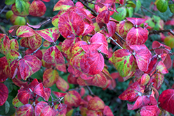 Koreanspice Viburnum (Viburnum carlesii) at Canadale Nurseries