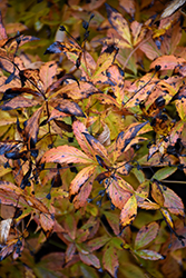 Bowman's Root (Gillenia trifoliata) at Canadale Nurseries