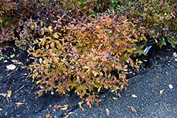 Bowman's Root (Gillenia trifoliata) at Canadale Nurseries