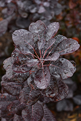 Winecraft Black Smokebush (Cotinus coggygria 'NCCO1') at Canadale Nurseries