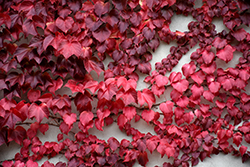 Veitch Boston Ivy (Parthenocissus tricuspidata 'Veitchii') at Canadale Nurseries