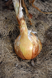 Yellow Sweet Spanish Onion (Allium cepa 'Yellow Sweet Spanish') at Canadale Nurseries