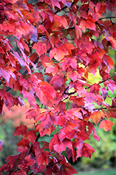 Red Maple (Acer rubrum) at Canadale Nurseries