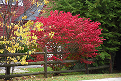 Compact Winged Burning Bush (Euonymus alatus 'Compactus') at Canadale Nurseries