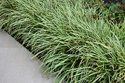 Ice Dance Sedge (Carex morrowii 'Ice Dance') at Canadale Nurseries