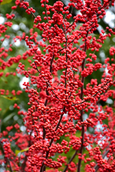 Winter Red Winterberry (Ilex verticillata 'Winter Red') at Canadale Nurseries