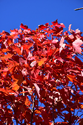 October Glory Red Maple (Acer rubrum 'October Glory') at Canadale Nurseries
