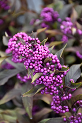 Pearl Glam Beautyberry (Callicarpa 'NCCX2') at Canadale Nurseries