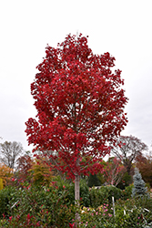 October Glory Red Maple (Acer rubrum 'October Glory') at Canadale Nurseries